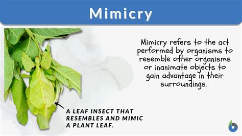 Mimicry Definition And Examples Biology Online Dictionary
