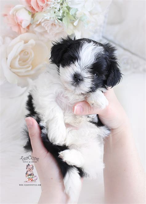 Shih Tzu Puppy Teacup Puppies And Boutique