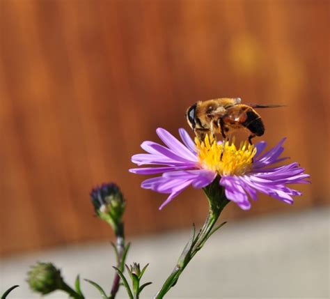 Bee On A Flower Free Stock Photos In Jpeg  3139x2848 Format For