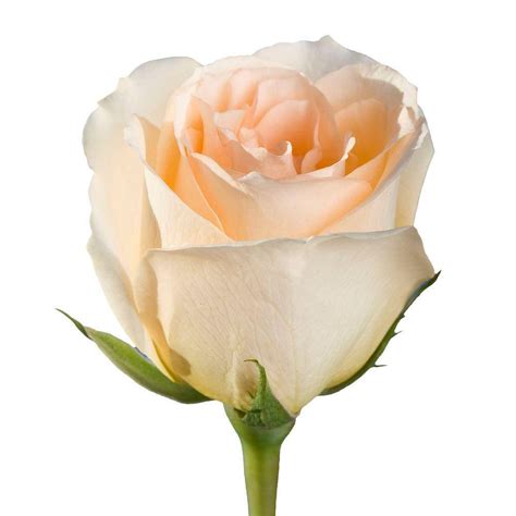 Globalrose Fresh Peach Color Roses 250 Stems Versilia 250 The Home