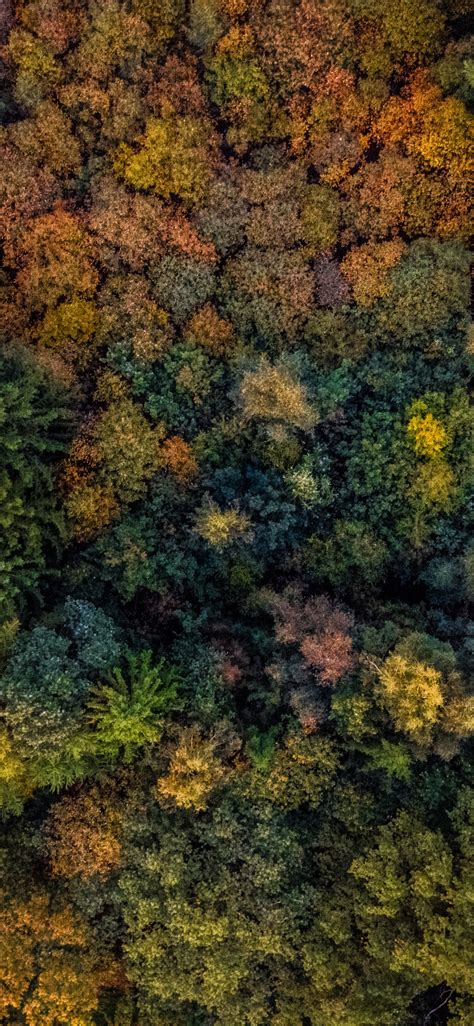 Download Wallpaper 1125x2436 Autumn Trees Forest Aerial View Iphone