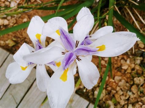 Dietes Grandiflora Fairy Iris Dietes Iris Green