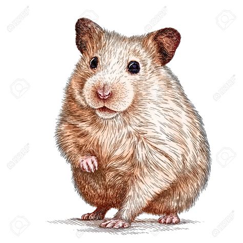 Hamster Engraving Animal Sketches Animal Drawings Animal Art