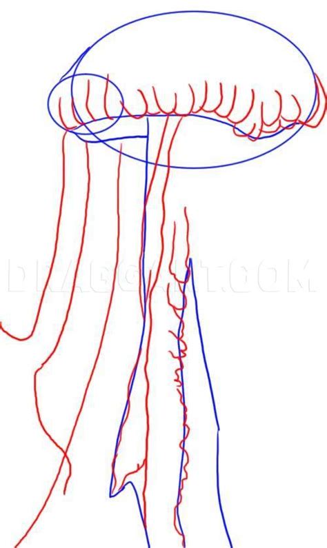 For his mouth, he hasn't got any teeth (yeah yeah, i'm pretty sure all jellyfish don't have teeth). How To Draw A Jellyfish, Step by Step, Drawing Guide, by ...