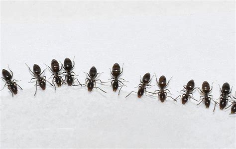 How To Keep Ants Out Of Your Houston House