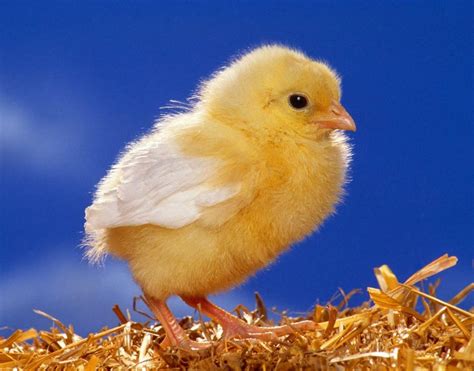 Chicks Wallpapers Wallpaper Cave