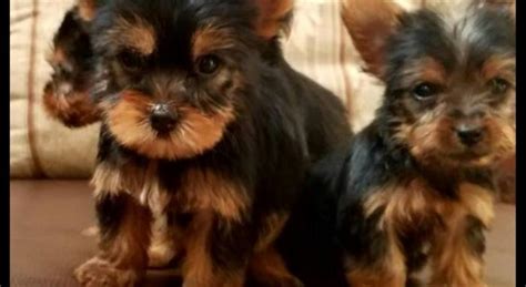 Favorite this post jul 15 rottweriler puppies $700 (elp > moriarty nm ) hide this posting restore restore this posting. Yorkies puppies for Sale in El Paso, Texas Classified | AmericanListed.com