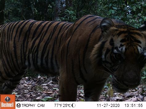 The Status Of The Sumatran Tiger Population And Habitat Lessons And