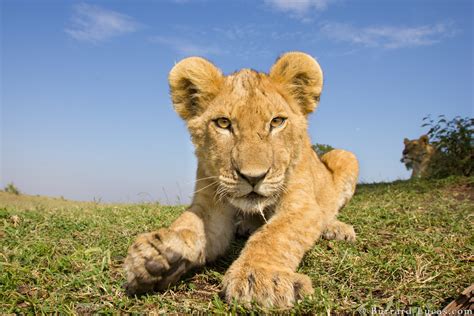 Lion Cub Portrait Burrard Lucas Photography