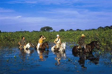 Pantanal Quando Ir Como Chegar Hotéis Passeios E Mais Viagem E Turismo