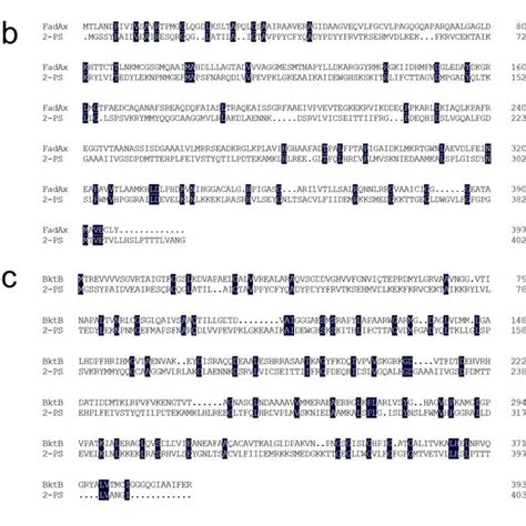 Primary Sequence Alignment Of Thiolases And Pks Iii A Primary Sequence