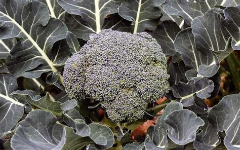 How To Grow Broccoli In Your Vegetable Garden Todays Homeowner En