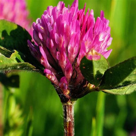 Red Clover Cover Crops Agt Foods