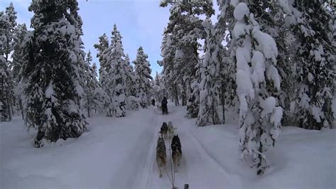 Kiruna Sweden Dog Sledding 6 Day Tour Jukkasjärvi Wilderness Tours