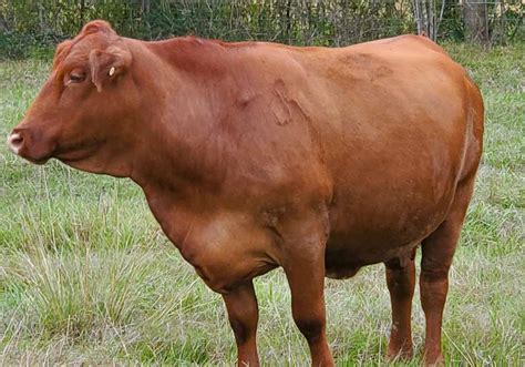 Our Cattle Red Brangus