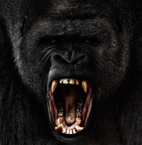 Angry Gorilla Face Silverback Gorilla Gorillas Art Gorilla Tattoo