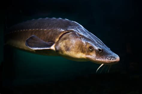 Russian Sturgeon Photo And Wallpaper Cute Russian Sturgeon Pictures