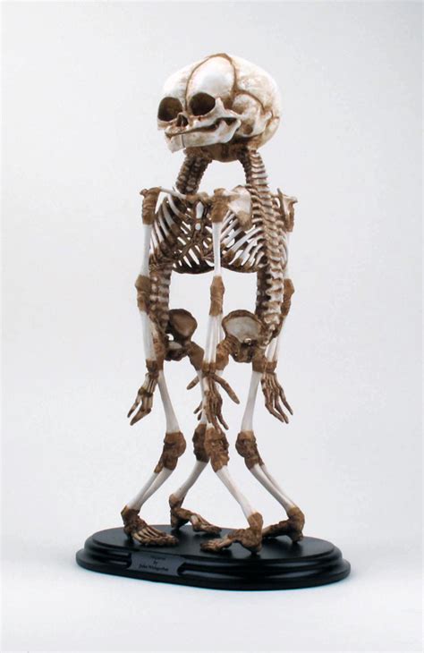 A-Baby Skeleton by the Gemini Company