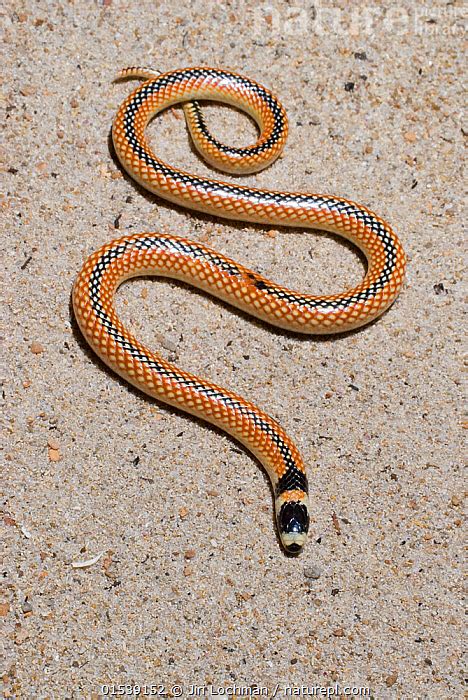 Stock Photo Of Black Striped Burrowing Snake Neelaps Calonotus
