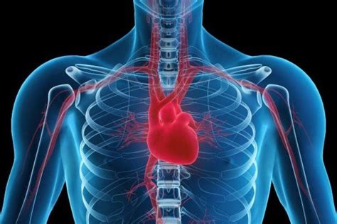 Dónde Está El Corazón Ubicado En El Cuerpo Humano Remedios Caseros