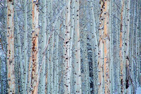Aspen Trees In Snow Photograph By Terry Walsh Fine Art America