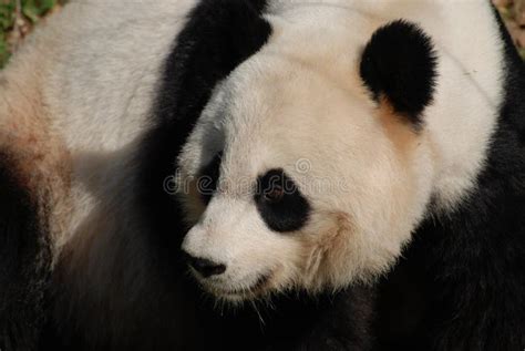 Up Close With A Gorgeous Giant Panda Bear Stock Image Image Of Mammal