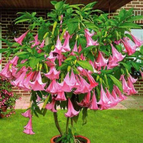 Growing Brugmansia Learn Angel Trumpet Tree Care Tips How To