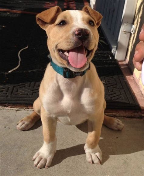 What Is The Best Pitbull Mix