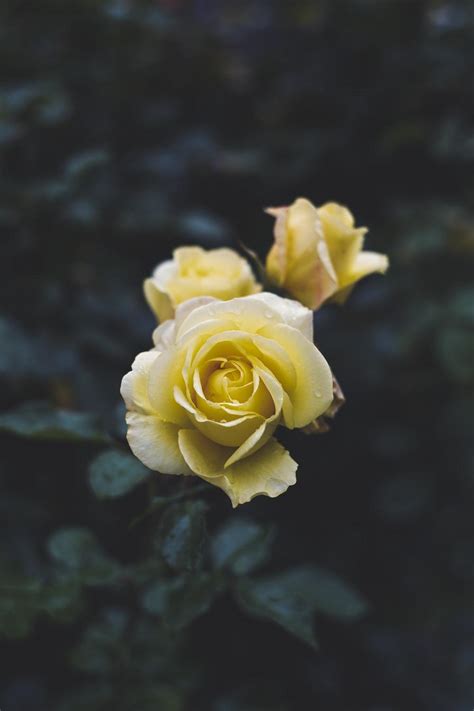 Aesthetic Yellow Rose Wallpapers Top Free Aesthetic Yellow Rose