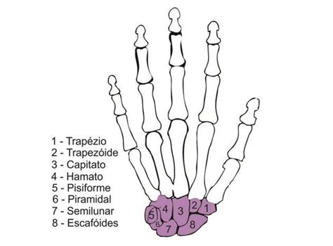 Ossos Da Mão Função Nomes E Localização Anatomia Toda Matéria