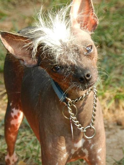 Chihuahua Hairless Dog Pets Lovers