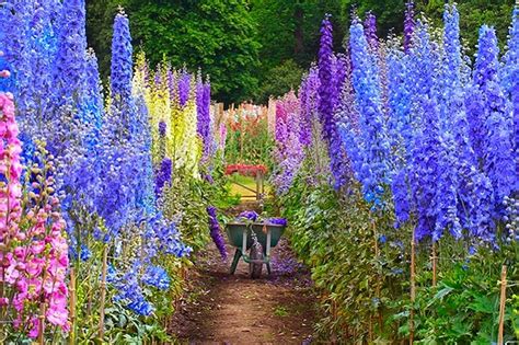 How To Grow Delphiniums From Seed The Garden Of Eaden