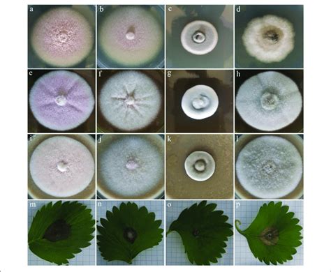 Colony Morphology Of Four Fungal Strains Of C Acutatum Cbs 112996