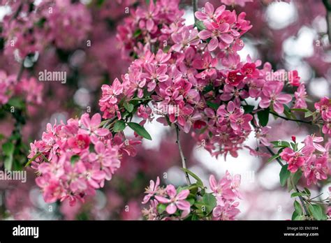 Malus Purpurea Púrpura Crab Apple Blossom Fotografía De Stock Alamy