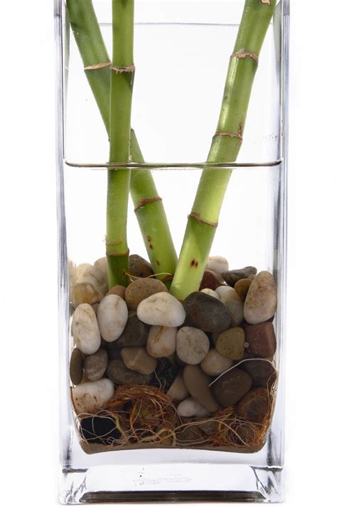 The most common bamboo plant care material is bamboo. Rotting Lucky Bamboo Plants: Tips For Preventing Rot In ...