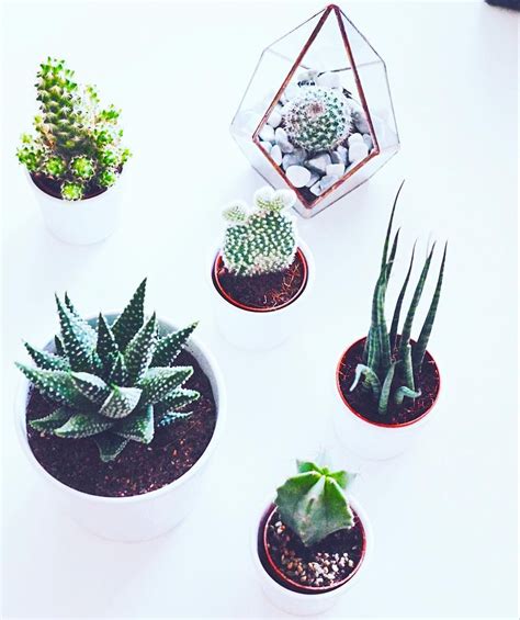 How are cacti adapted to the desert? My ever so slightly growing cactus collection 🌵🌵🌵 PS: the ...