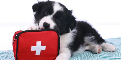 Pet First Aid Awareness Month Helpful Dog First Aid Tips The Dog