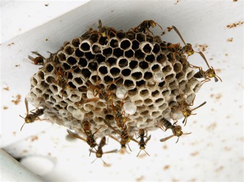 What You Should Know About Wasp Nests The Different Types How To