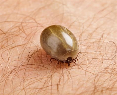 How To Get Rid Of Seed Ticks On Dogs
