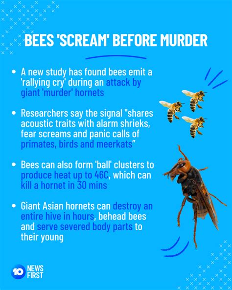 Bees Scream When Murder 10 News First Melbourne Facebook