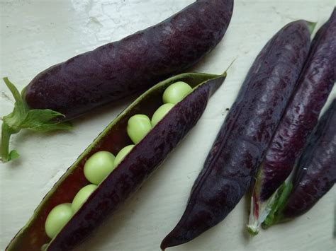 Little City Farm Heirloom Purple Peas
