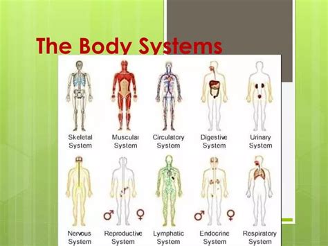 Ppt The Body Systems Powerpoint Presentation Free Download Id4788233