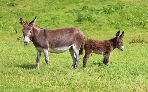 Donkeys Foal Grass Animals Hd Wallpaper Peakpx