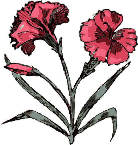 Cravo Flores Rosa · Gráfico Vetorial Grátis No Pixabay
