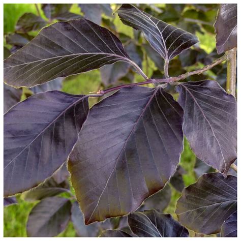 5 Copper Purple Beech Hedging 40 60cm Beautiful Strong 2yr Old Plants 1