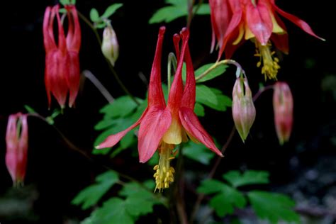 Elect The Bird Friendly Native Plants Of The Year Audubon North Carolina