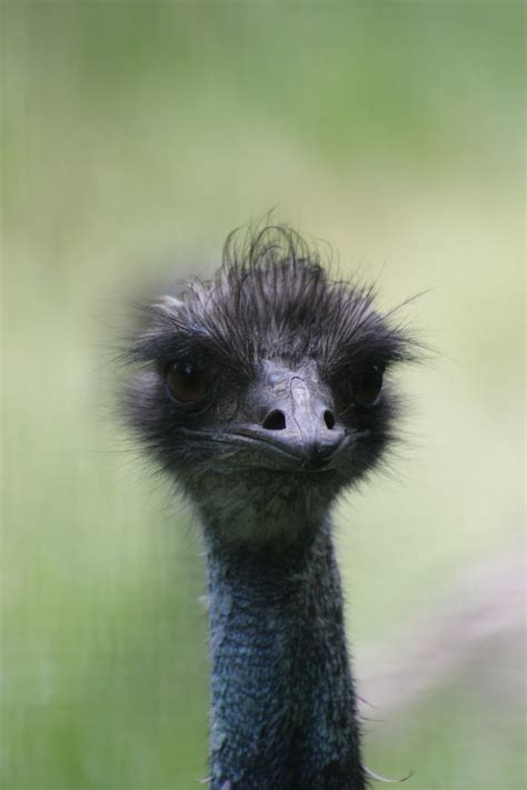 Bird Emu Head Free Photo On Pixabay