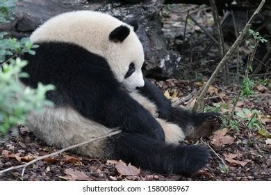 Giant Panda Bear Ailuropoda Melanoleuca Stock Photo 1350864692