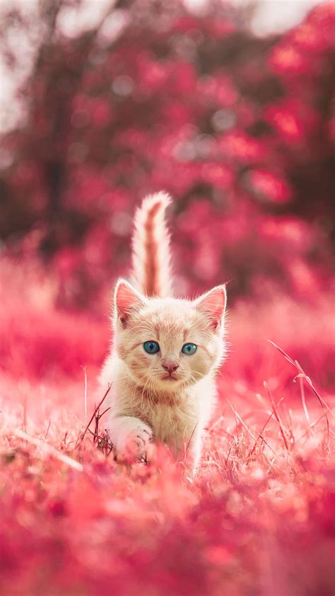 Stunning Collection Of Over 999 Beautiful Cat Images In Full 4k