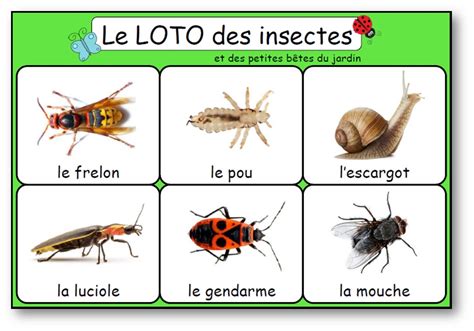 Le Loto Des Insectes Et Des Petites Bêtes Du Jardin Loto Insectes à